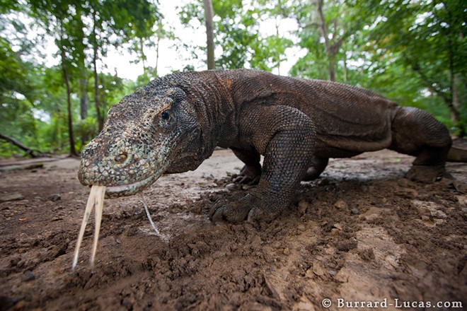 Người ta phát hiện hóa thạch của một loài khá giống rồng Komodo ở Australia nhưng chúng lớn gấp 3 đến 4 lần so với những con thằn lằn khổng lồ đang tồn tại ở Indonesia.