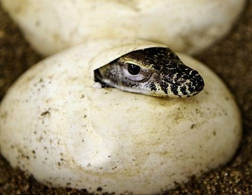 Rồng Komodo đẻ trứng. Nhờ bản năng sát thủ di truyền, rồng Komodo con tự kiếm ăn và sinh tồn ngay sau khi rời tổ. Chúng có thể chạy với vận tốc 20 km/h, lặn sâu 4,5 m dưới biển và leo trèo linh hoạt.