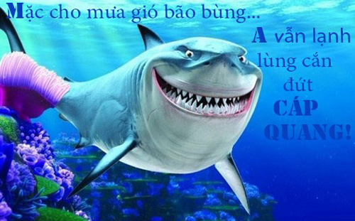 Khi cắn cáp quang là sở thích của 'anh mập'.