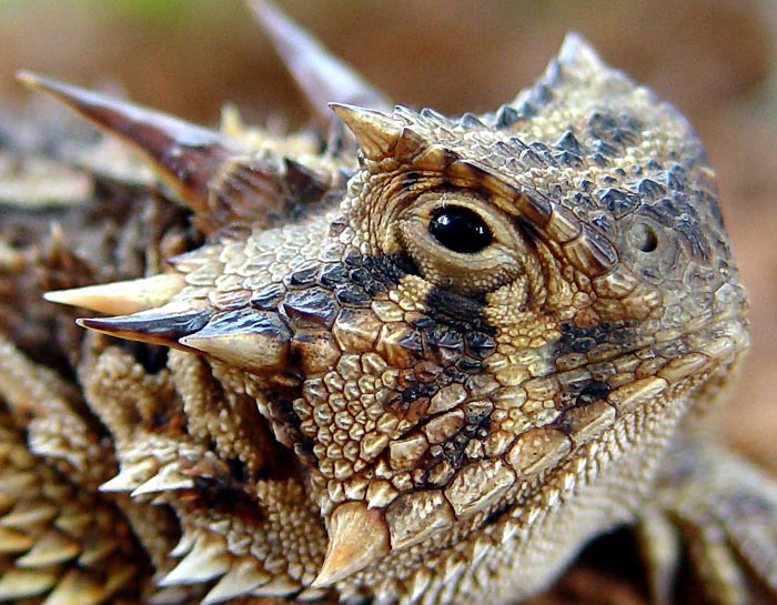 Thằn lằn quỷ gai (tên khoa học Moloch horridus) còn được gọi là thằn lằn gai, rồng gai hay thằn lằn Moloch. Chúng xuất hiện trên trái đất cách đây 18 triệu năm.