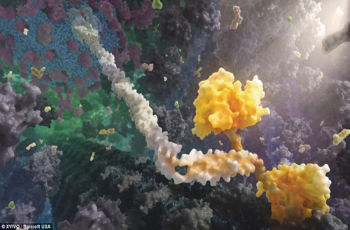 Hình ảnh của một protein chuyển động trong tế bào, có tên kinesin. Kinesin có vai trò tích cực trong quá trình phân chia tế bào lẫn vận chuyển các chất hóa học bên trong tế bào.