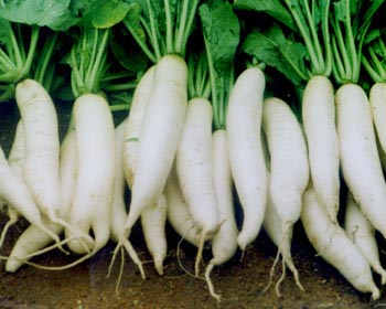Củ cải: Với hàm lượng vitamin A và C khá cao, cùng với một số loại men đặc biệt có khả năng phân hủy nitrosamine-một chất gây ung thư thường có trong một số loại thức ăn, củ cải giúp phòng chống ung thư khá hữu hiệu.
