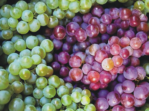 Nho - Resveratrol là một trong những chất chống oxy hóa trong quả nho. Ăn nho mỗi ngày giúp chúng ta có thể chống lại bệnh ung thư cũng như gia tăng lượng hồng cầu.