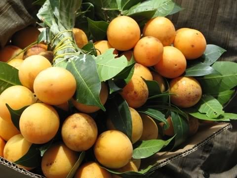 Quả sơn trà - Có chứa một lượng lớn axit hữu cơ, axit tactric, axit xitric,  loại quả này nếu ăn lúc đói, sẽ khiến cho lượng axit trong Shbet123 Link Vào ShBet Mới Nhất tăng mạnh, gây kích thích không tốt cho niêm mạc Shbet123 Link Vào ShBet Mới Nhất, làm Shbet123 Link Vào ShBet Mới Nhất trương phồng, tràn thừa axit.