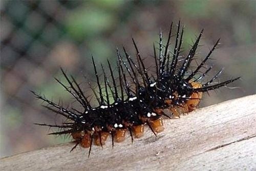 Triệu chứng khi bị nhiễm độc bởi Lonomia obliqua bao gồm chảy máu bên trong trầm trọng, suy thận và huyết tan (hội chứng hồng cầu bị vỡ dẫn đến tình trạng thiếu máu).