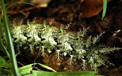 Chúng có thể gây ra những vết thương vô cùng nghiêm trọng và thậm chí là chết người chỉ bằng con đường tiếp xúc.