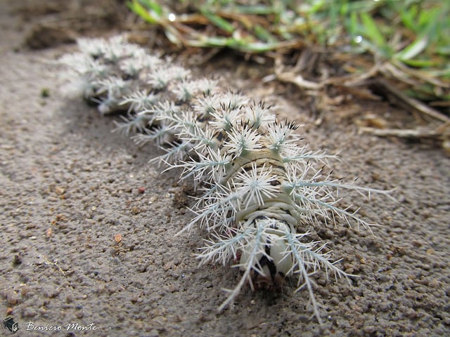 Loài sâu róm khủng khiếp này sinh sống ở những cánh rừng nhiệt đới Nam Mỹ.