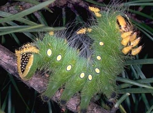 Phần lớn những tai nạn xảy ra khi những người thám hiểm dựa vào thân cây và vô tình tiếp xúc với loài côn trùng này.