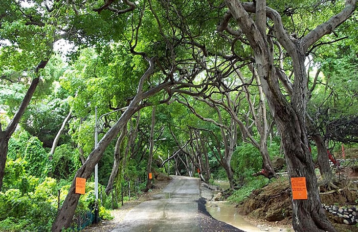 Cây manchineel (Hippomane mancinella) hay còn gọi là “cây táo chết chóc” được xếp đầu tiên về lượng độc tố trong sách kỷ lục.