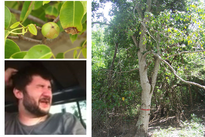 Manchineel độc tới mức chỉ cần hít phải khói đốt từ thân, lá loài cây này là có thể chết người, hoặc nhẹ thì mù mắt.