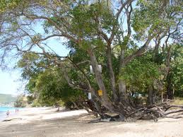 Chúng có mặt ở vùng biển Caribe và Bahamas nước Mỹ.