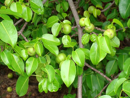 Chúng được xem là vũ khí chắn sóng hữu hiệu cho vùng biển này.
