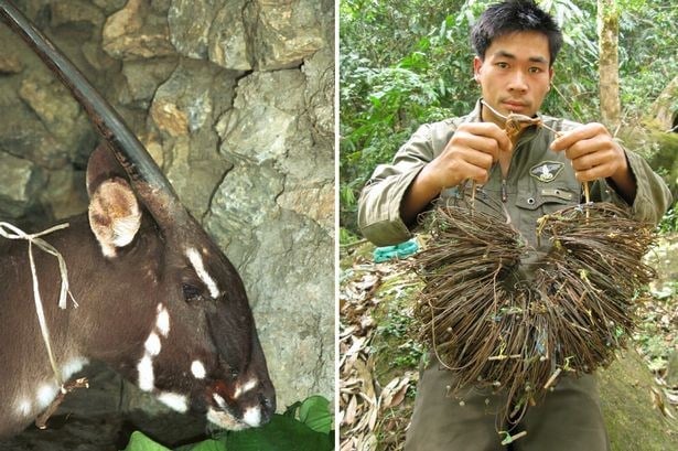 Sao la hai sừng là một trong những con thú hiếm nhất thế giới. Loài này khá 'quái dị' khi nó thuộc về phân họ Trâu bò, nhưng trông giống như một con dê hoang dã hoặc linh dương.