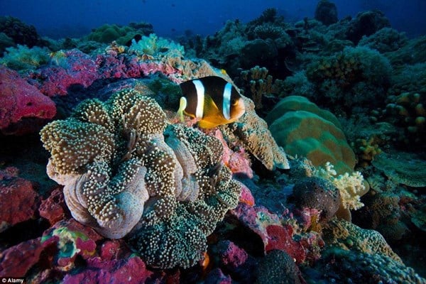 Cộng hòa Palau (105.000 du khách) được mệnh danh là thiên đường cho những người yêu mến đại dương, thích khám phá. Song Palau lại bị cô lập do có quá ít chuyến bay đường dài tới đây.