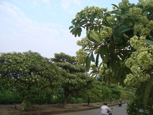 Đi vào cả văn thơ.