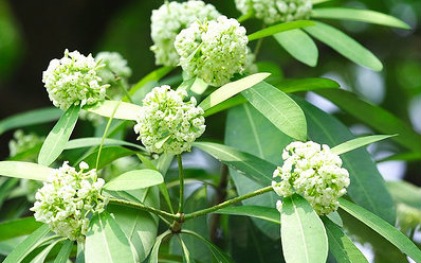 Dưới tiết trời se se lạnh của mùa thu, Hà Nội trở nên dịu dàng và lãng mạn với hương hoa sữa thoang thoảng theo gió, nhè nhẹ lan tỏa vào tiềm thức mỗi người.