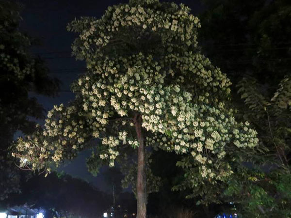 Đêm đến, mùi hương hoa sữa càng nồng nàn.
