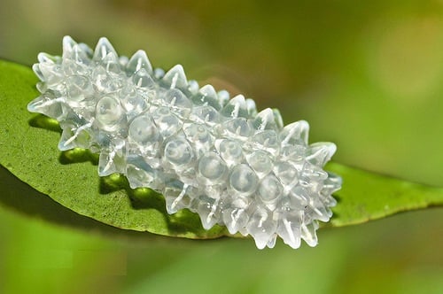 Sinh vật tuyệt đẹp này có tên gọi là Jewel Caterpillar (Sâu bướm ngọc) vì hầu hết chúng sở hữu một Sh88bet đăng ký miễn phí trong suốt, đôi khi được tô điểm thêm những gai xanh, đỏ lộng lẫy.