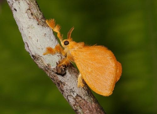 Chúng đều có một cặp mắt kép màu đen, kích thước lớn để nhìn rõ trong điều kiện thiếu ánh sáng.