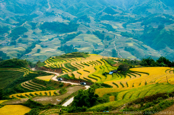 Thu Sapa với những thửa ruộng bậc thang mùa lúa chín.