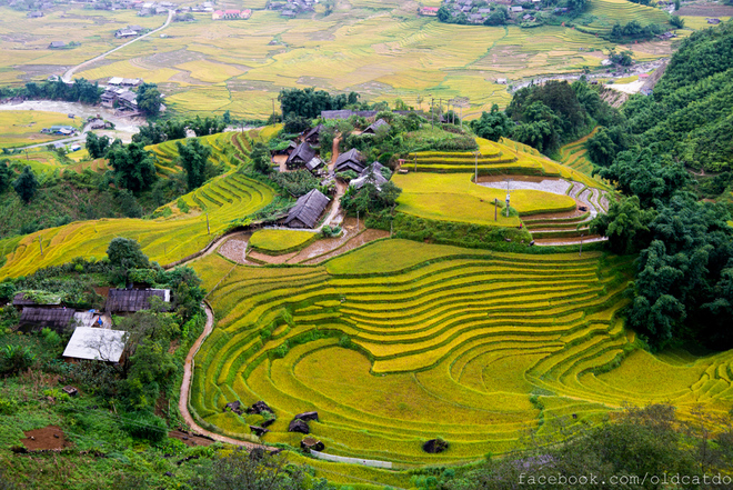 Ruộng bậc thang Sa Pa được đánh giá là một trong những thắng cảnh đẹp ở khu vực Đông Nam Á.