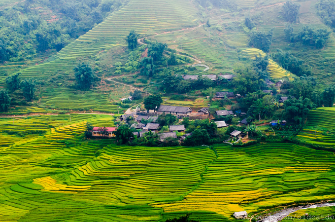 Nơi đây còn có những hàng cây sa mộc thấp thoáng bên những ngôi nhà của người H’Mông nằm giữa ruộng lúa chín vàng.