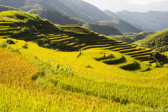Những bậc thang vàng ở xã Lao Chải dưới bàn tay tài hoa của những người nông dân đã trở thành những kiệt tác nghệ thuật giữa đất trời vào thu.