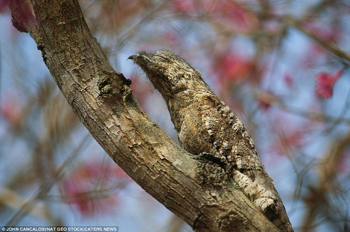 Chim potoo.