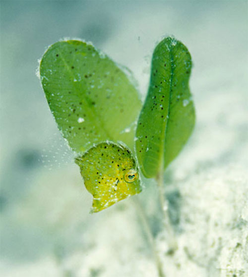 Nghệ thuật ẩn mình tài tình của một con cá nóc gai (họ Balistidae).