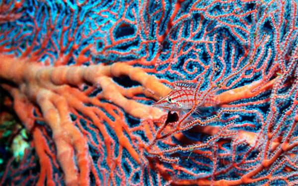 Cá hawkfish mũi dài (Oxycirrhites typus) 'ngụy trang' dưới đại dương nhờ một loại san hô sừng ở Biển Đỏ, Ai Cập.