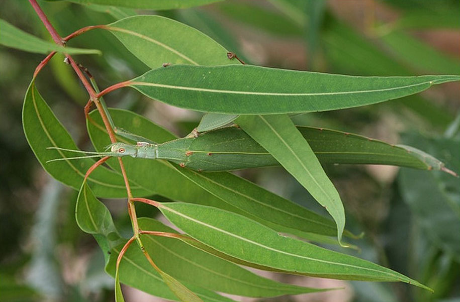 Bọ cánh cứng Tropidoderus Childrenii.