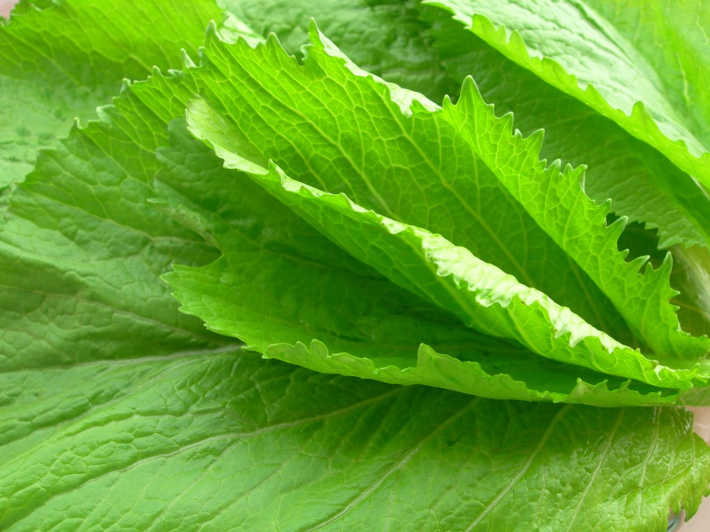 Rau  cải dễ bị sâu ăn nên cũng 'uống' một lượng thuốc không hề nhỏ.