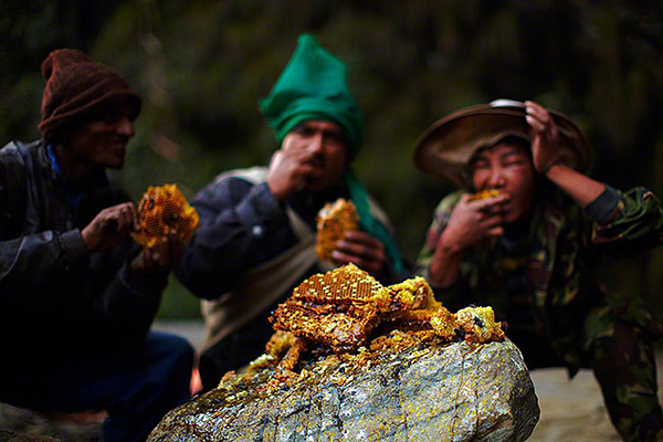 Chính vì vậy mà loại mật đỏ và tươi của ong vách đá Himalaya rất được giới quý tộc ở Nhật, Singapore và Trung Quốc ưa chuộng.