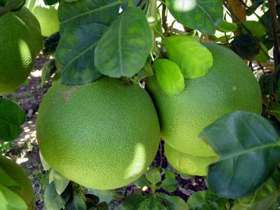 Bưởi giàu chất zeaxanthin tốt cho mắt.