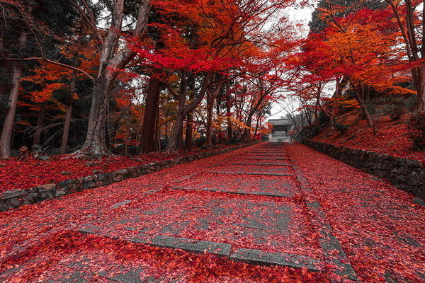 Đường thu ở Kyoto, Nhật Bản.