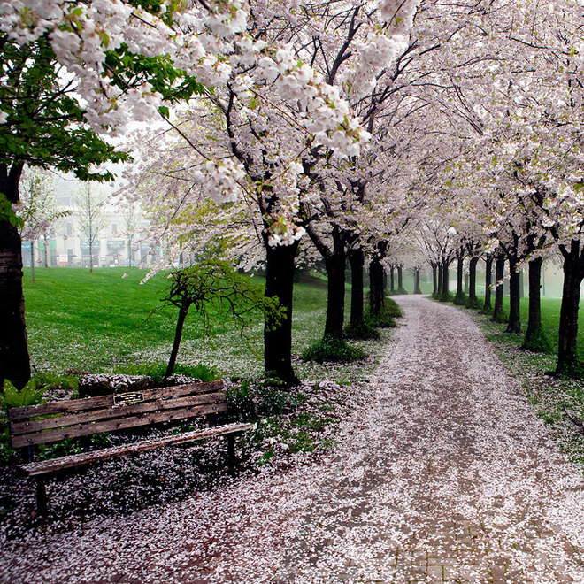 Không gian tràn ngập sắc xuân trong công viên Spencer Smith, Burlington, Ontario, Canada.