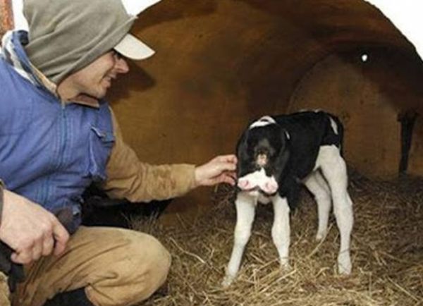 Sinh ngày 27/12/2006 tại Virginia, Hoa Kỳ, chú bê này có tới 2 khuôn mặt nên có thể thở bằng 2 mũi, ăn qua 2 miệng độc lập. Đây là hậu quả của quá trình thụ tinh nhân tạo của những người chủ trang trại.