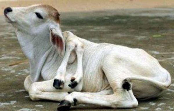 Chú bò Campuchia với 6 chân khác thường này được tìm thấy trong một trang trại gần thành phố Phnom Penh vào ngày 07/10/2003.