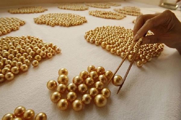 Những con trai có vỏ vàng có thể sản sinh và những viên ngọc trai màu vàng.