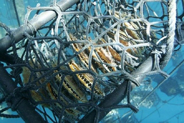 Hiện tại, chỉ có khu vực biển phía đông của Philippines mới có thể tìm thấy loại trai này. Nơi đây sở hữu một lượng nước sạch khổng lồ mà thiên nhiên ban tặng.