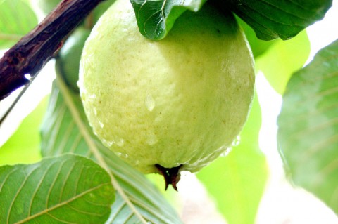 Thực phẩm giúp chống nắng, khô hanh mùa thu hiệu quả