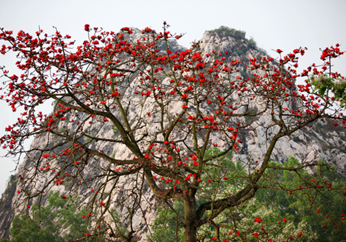 Hoa gạo, Chùa Hương. Khi cái rét nàng Bân sắp đến làm tê tái lòng người cũng là lúc những chùm hoa gạo bung nở, đỏ rực như những đóm lửa khổng lồ nơi làng quê Việt.