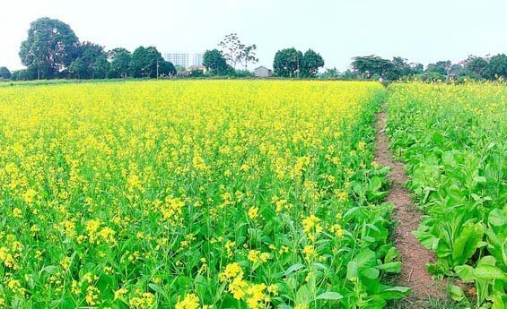 Hoa cải vàng, Hà Nội. Thời điểm cuối tháng 11 là mùa hoa cải bắt đầu, teen Hà thành lại nô nức kéo nhau về các vùng ngoại thành nơi hoa cải vàng đang rực rỡ khoe sắc.