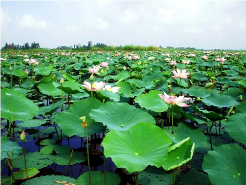 Hoa sen, Đồng Tháp. Nếu như miền Bắc sen chỉ nở vào mùa hè, thì ở Đồng Tháp, loài hoa này lại khoe sắc quanh năm.