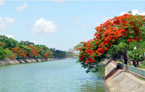 Hoa phượng, Hải Phòng. Không phải săn tìm vất vả như loài hoa đỗ quyên, phượng đỏ Hải Phòng giống như lời mời chào du khách ghé thăm mỗi khi hè đến.