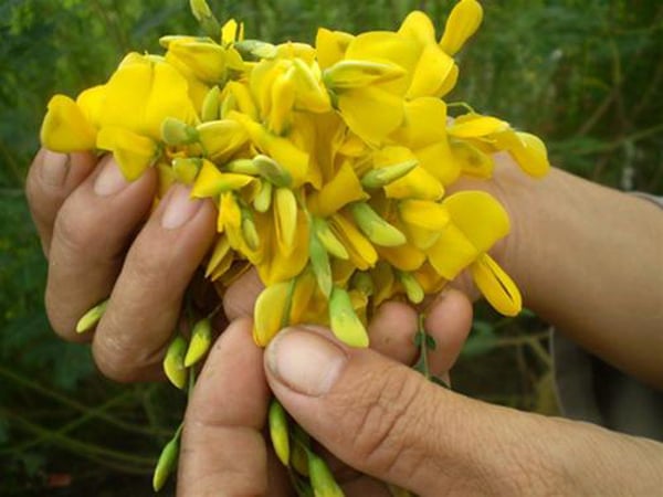 Người miền Tây gọi bông điên điển là đặc ân mà thiên nhiên ưu ái ban tặng.