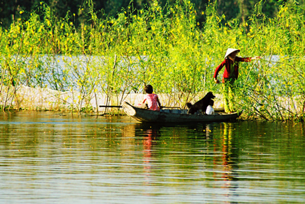 Cứ mỗi khi mùa nước nổi về, con nước chở đầy phù sa bồi đắp thêm cho những cánh đồng khô cằn ở Miền Tây cũng là lúc bông điên điển nở rộ khắp nơi.