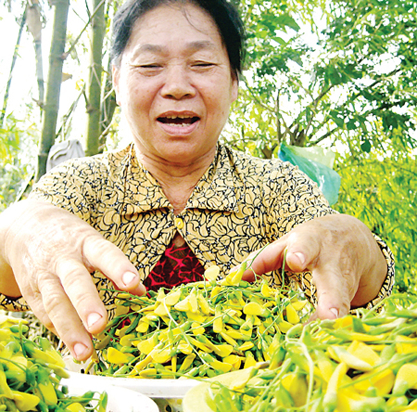 Giá bông điên điển đầu mùa ở chợ dao động từ 60.000-70.000 đồng/kg.