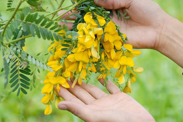 Nếu hái vào buổi sáng hoa nở tròn đầy, ong bướm đã lấy mật không còn ngon nữa.