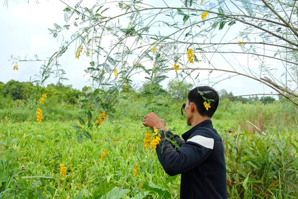 Bông điên điển rất nhỏ, ra thành từng chùm nên người hái phải cẩn thận để bông không bị dập.